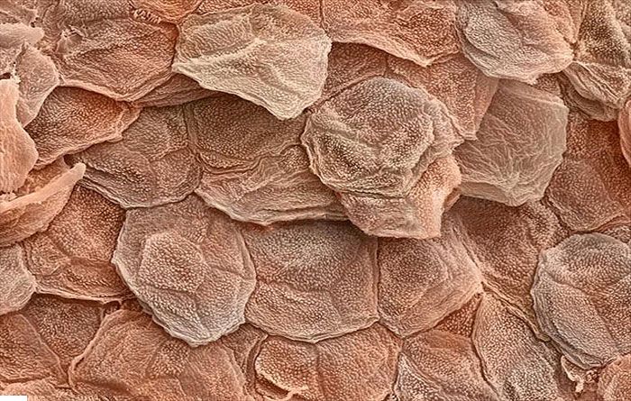 -cosmetics