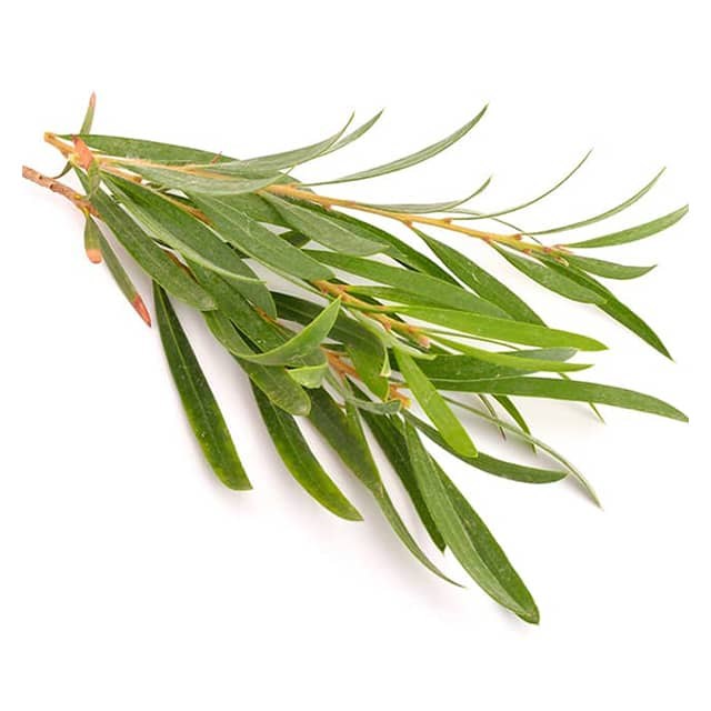 cajeput