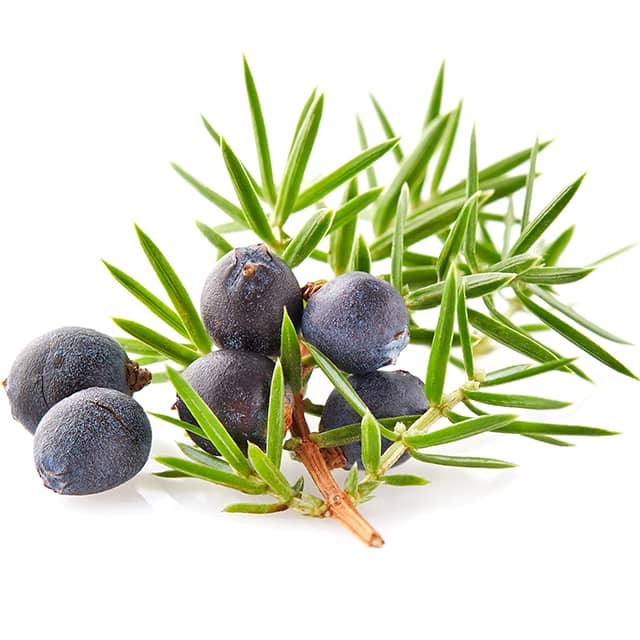 juniper